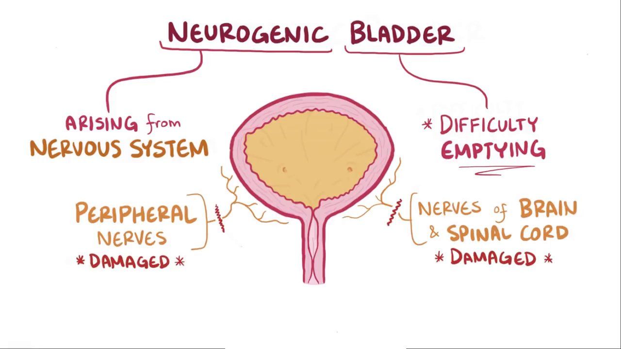 cns34